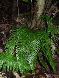 Blechnum norfolkianum. Mature plant with sterile and fertile fronds.
 Image: L.R. Perrie © Leon Perrie CC BY-NC 3.0 NZ